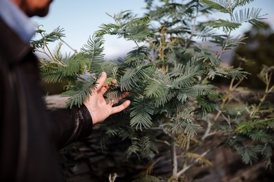 280501-spring-bay-mill