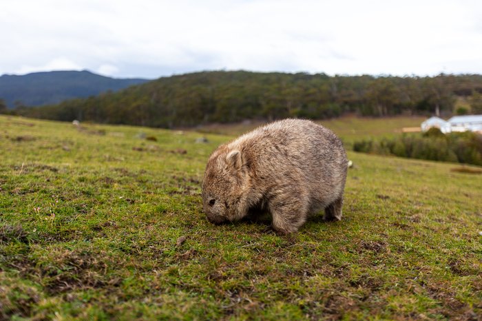 A Maria Island Wombat - Credit Tim Coad.jpg