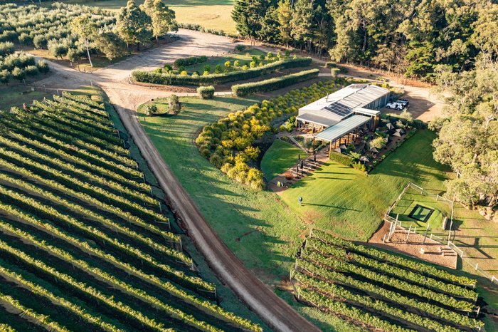 Green Olive aerial shot